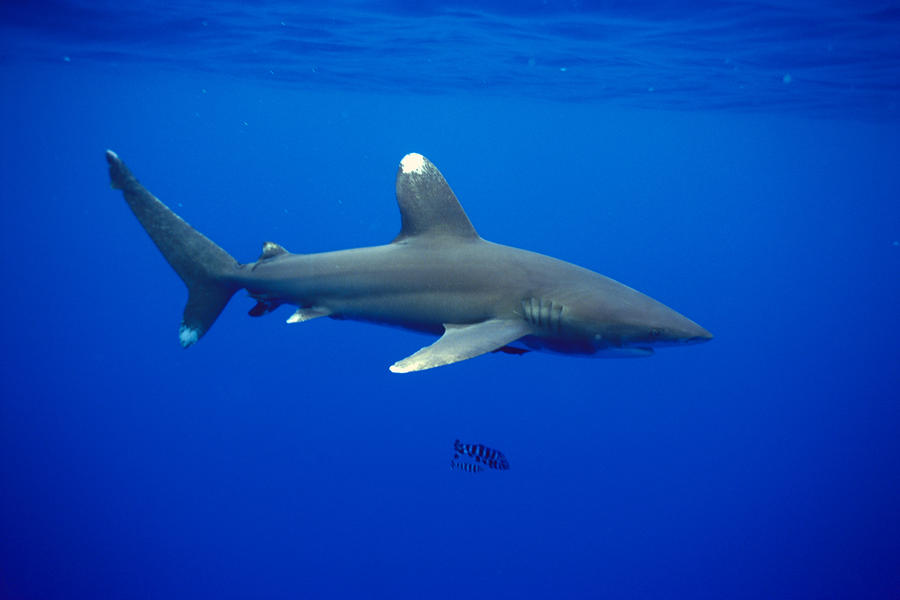 1-oceanic-whitetip-shark-dave-fleetham