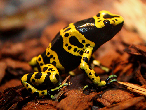 Yellow-banded.poison.dart.frog